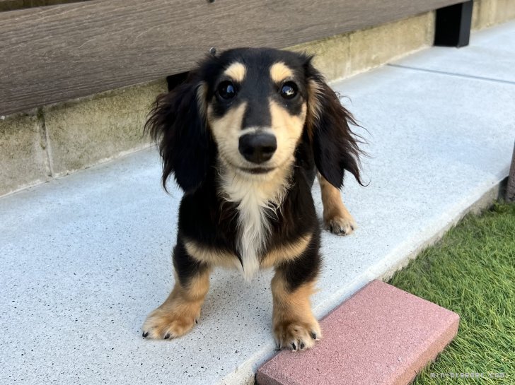 カニンヘンダックスフンド(ロング)【・男の子・2024年3月15日・ブラックイエロー】