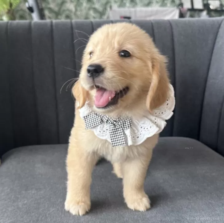 ID:2506-00397の子犬