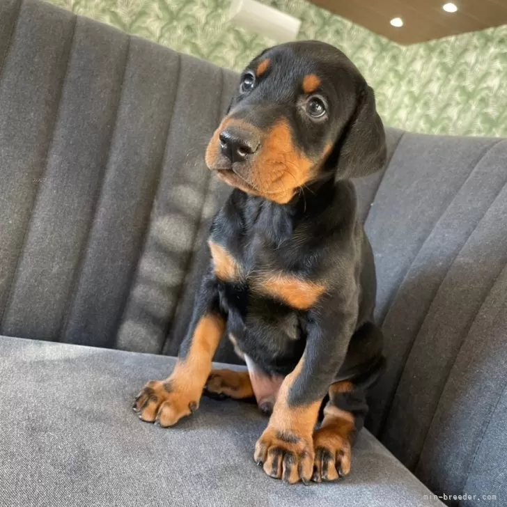 ID：2501-04110の子犬