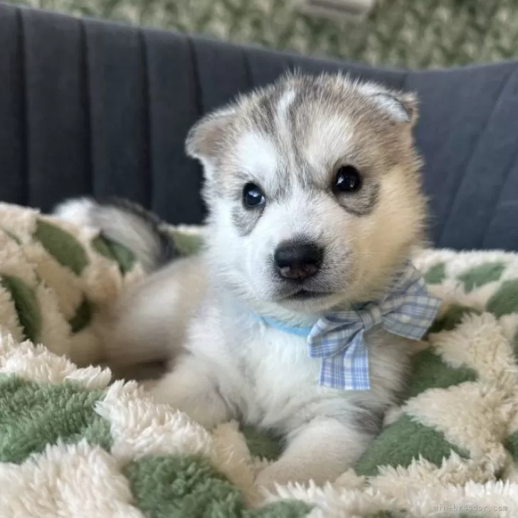 ID：2504-01176の子犬