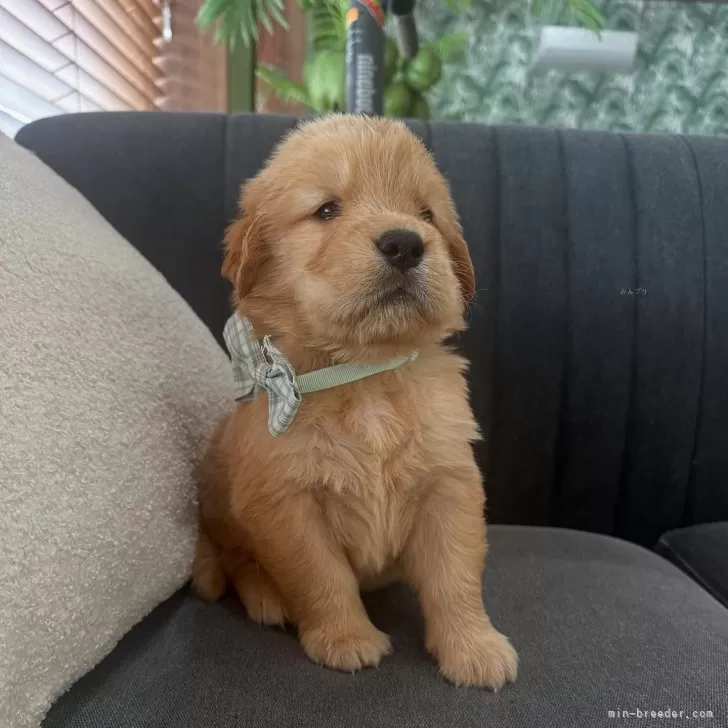 ID：2505-04628の子犬