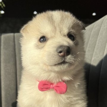 シベリアンハスキー【千葉県・女の子・2025年12月20日・シルバー&ホワイト】の写真「この子は、反則級……💘」