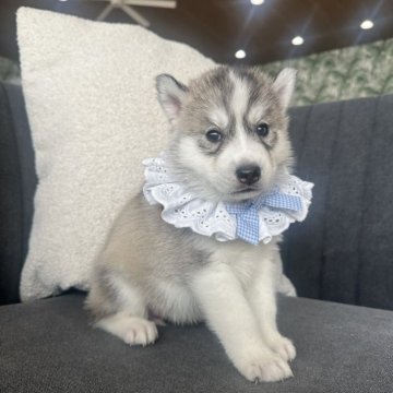 シベリアンハスキー【千葉県・女の子・2025年3月14日・シルバー&ホワイト】の写真「THE かわいい🦋✨　
優良血統👑」