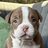 アメリカンブリー