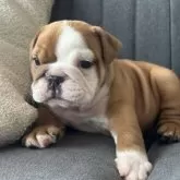 ブルドッグ【千葉県・男の子・2025年8月29日・レッド&ホワイト】の写真3「😒」