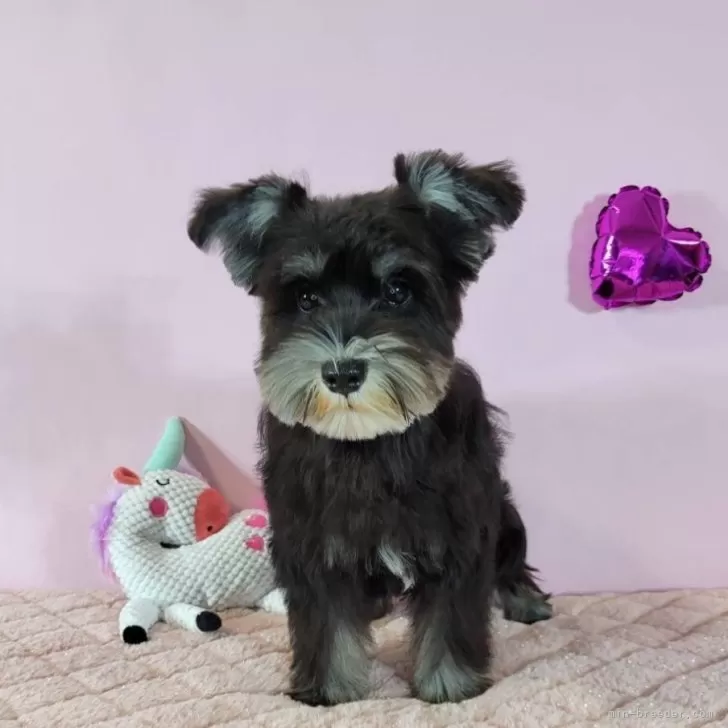 ID:2412-01661の子犬