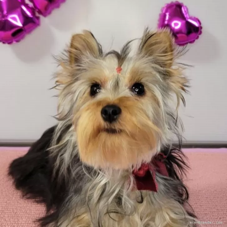 ID:2312-02954の子犬