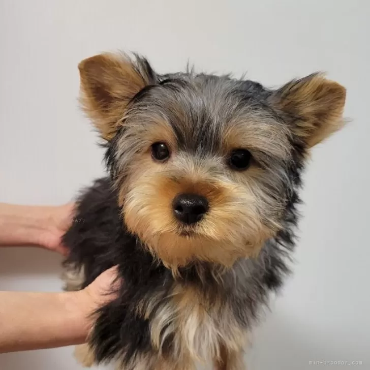 ID:2312-02987の子犬