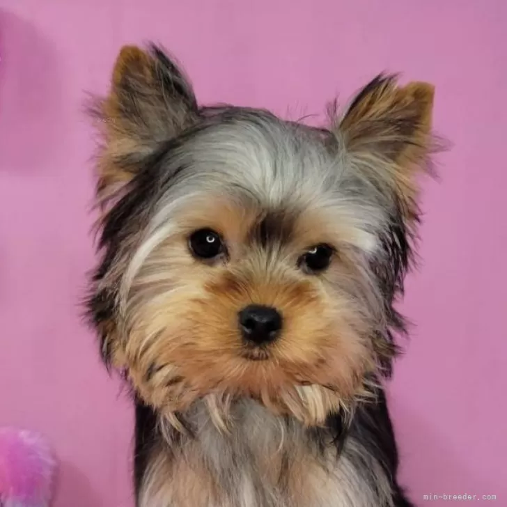 ID:2312-02972の子犬