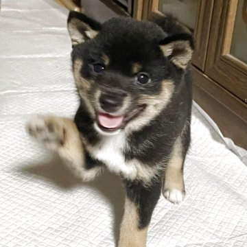 柴犬(豆柴)【広島県・女の子・2025年5月5日・黒色】の写真「顎から胸元まで白が続いてます💕」