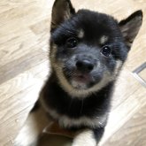 柴犬(豆柴)