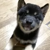 豆柴