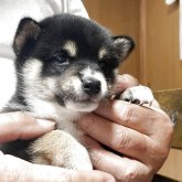 柴犬(豆柴)