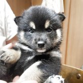 柴犬(豆柴)
