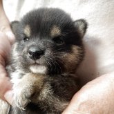 柴犬(豆柴)