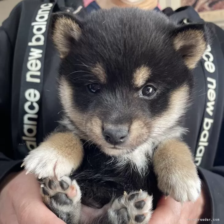 ID：2402-00087の子犬