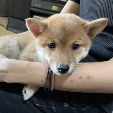 柴犬(豆柴)【広島県・女の子・2023年6月8日・赤色】の写真「三世代豆柴認定✨可愛いお顔の女の子です💕」