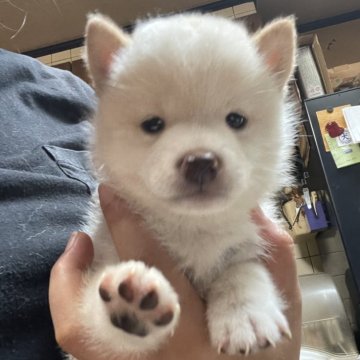 柴犬(豆柴)【広島県・男の子・2024年8月18日・白】の写真「希少な白色💕元気な男の子です💕」
