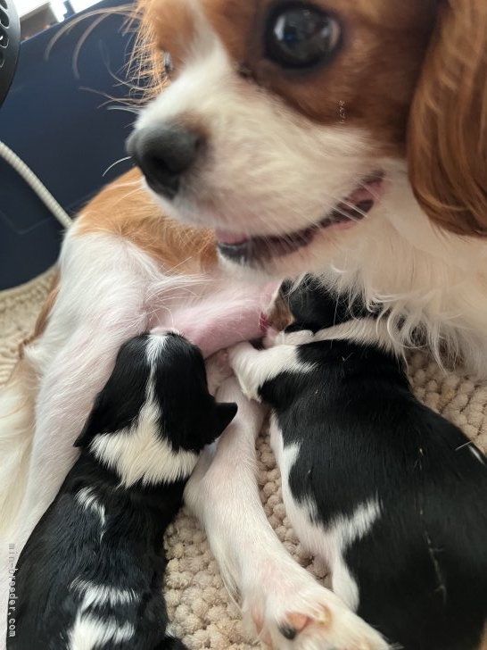 川原千尋ブリーダーのブログ：寝不足(  ³ω³  )