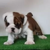 ブルドッグ【愛知県・男の子・2024年12月2日・レッドアンドホワイト】の写真9