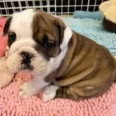 ブルドッグ【愛知県・男の子・2024年12月2日・レッドアンドホワイト】の写真11