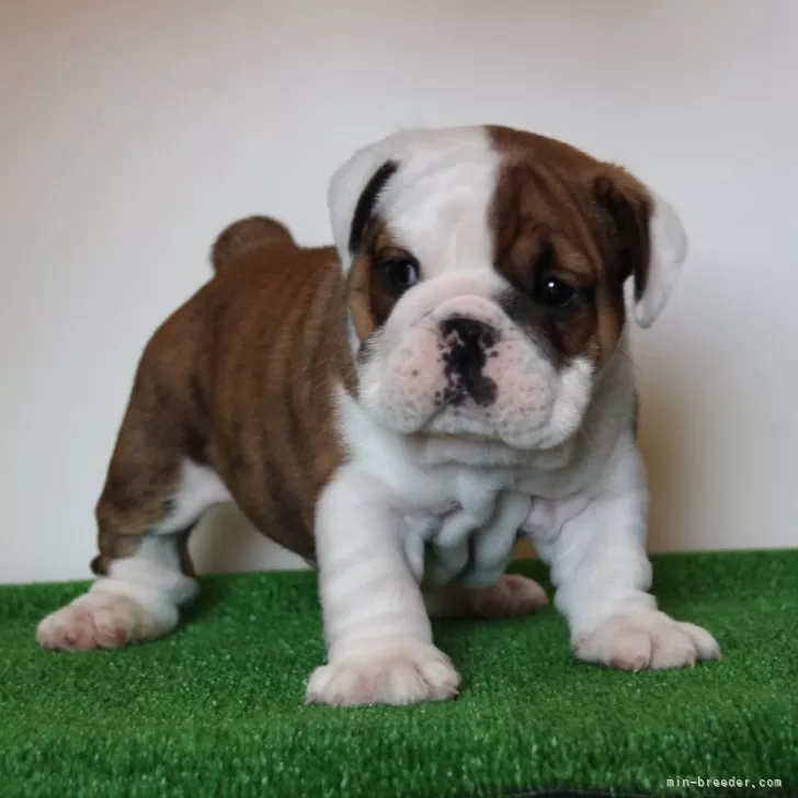 ID:2501-03305の子犬