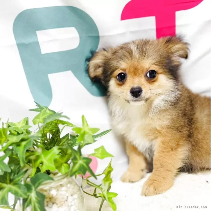 ID:2504-07701の子犬