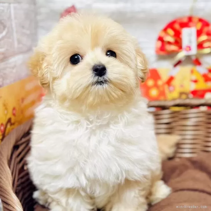 ID:2412-01759の子犬