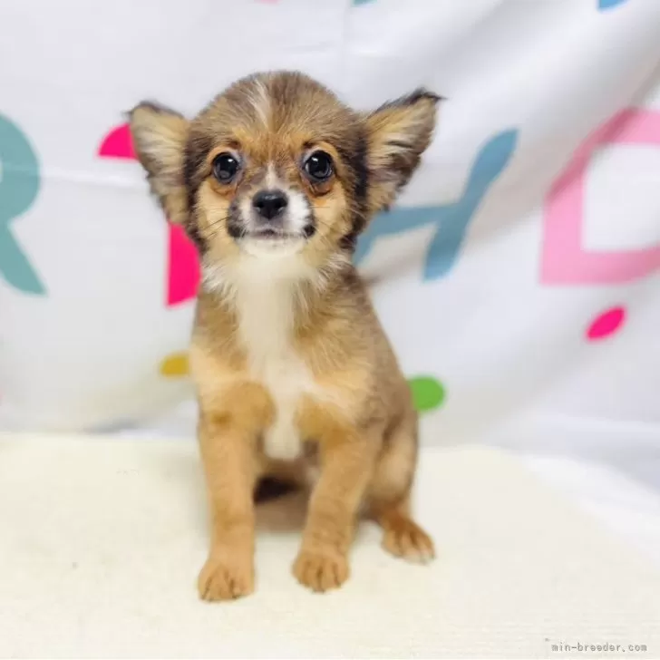 ID:2504-07698の子犬