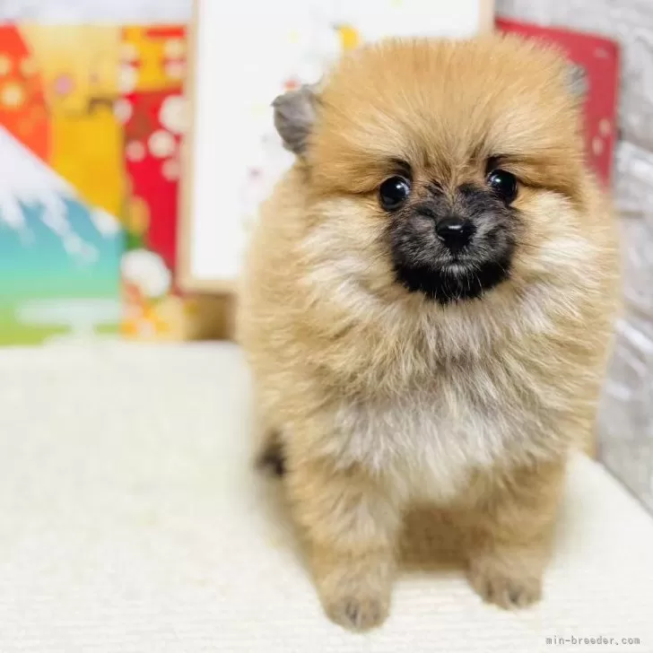 ID：2503-01574の子犬