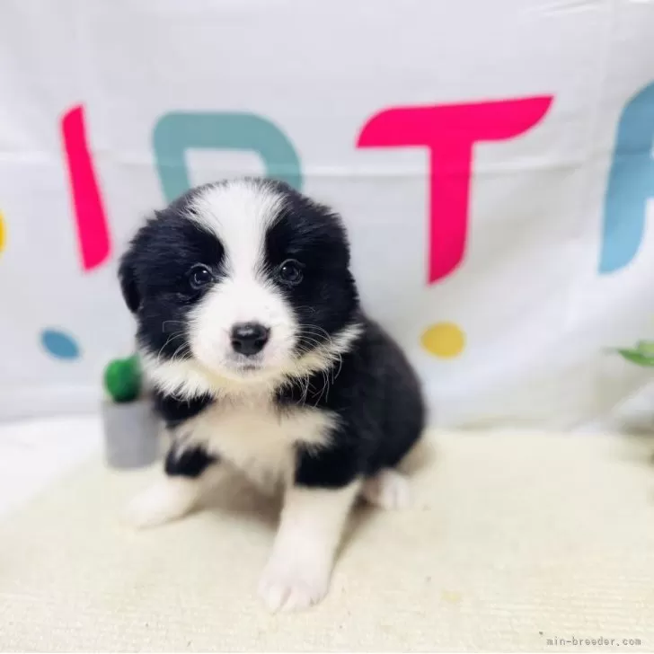 ID:2506-06417の子犬