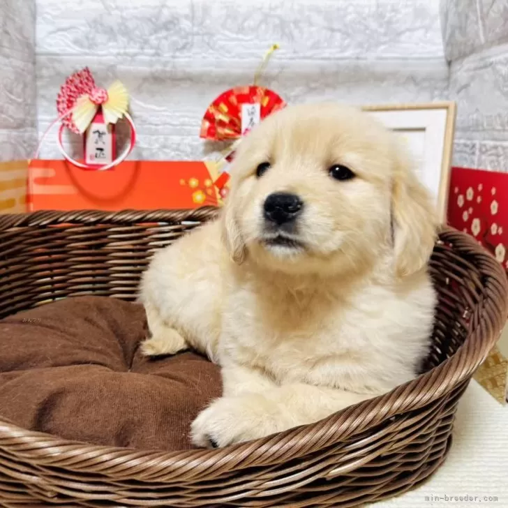 ID：2501-02219の子犬