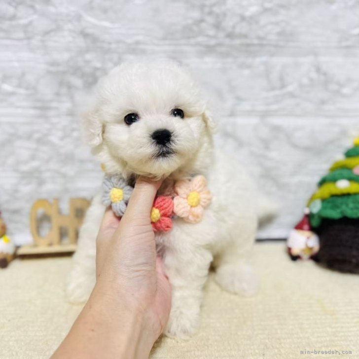 ブリーダー画像