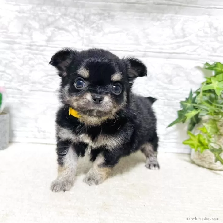 ID：2507-00383の子犬