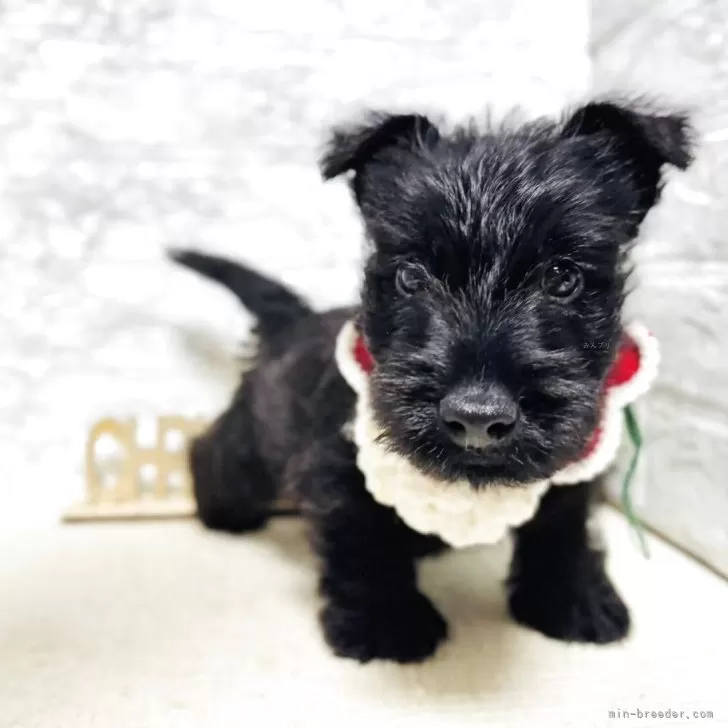 スコティッシュテリア【岐阜県・男の子・2025年9月3日・ブラック】の写真1