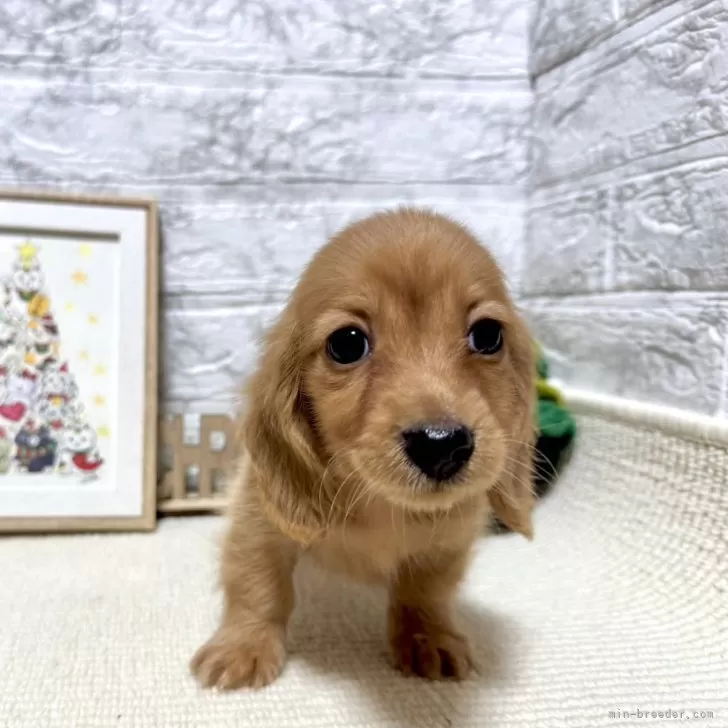 ID:2411-05037の子犬