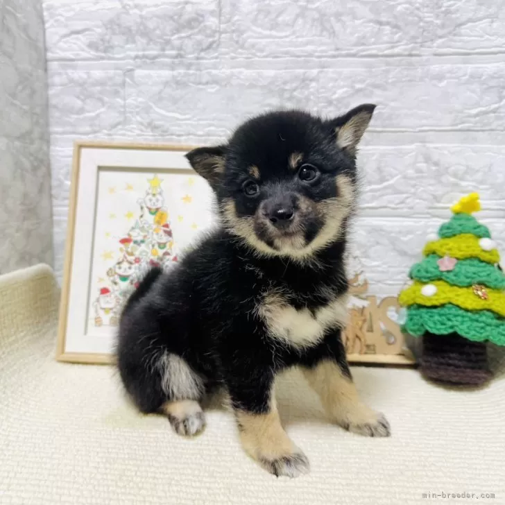 ID：2412-00669の子犬