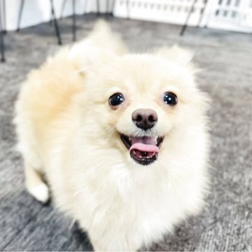 ポメラニアン【岐阜県・女の子・2025年6月6日・オレンジ】の写真「ふわふわで、可愛い女の子！！！」