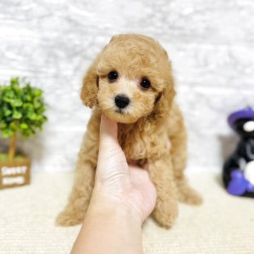 トイプードル(タイニー)【岐阜県・女の子・2025年8月2日・アプリコット】の写真「可愛い女の子！！！」