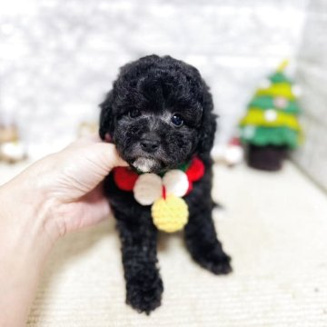 タイニープードル【岐阜県・女の子・2025年9月25日・シルバー】の写真「可愛い女の子！」