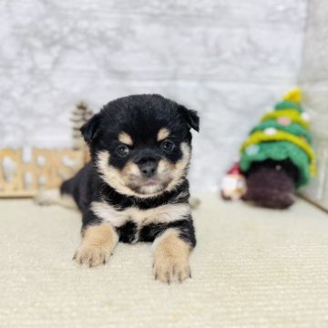 豆チワワ(チワワ×豆柴)【岐阜県・女の子・2025年10月20日・黒】の写真「可愛い女の子！」