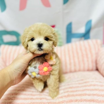 マルプー(マルチーズ×トイプードル)【岐阜県・女の子・2025年2月13日・アプリコット】の写真「可愛い女の子！」