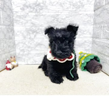 スコティッシュテリア【岐阜県・女の子・2025年9月3日・ブラック】の写真「可愛い女の子!!!」