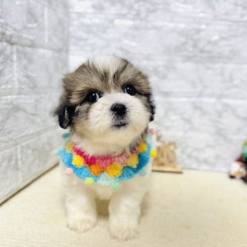 ミックス(マルチーズ×シーズー)【岐阜県・男の子・2025年10月3日・ゴールド&ホワイト】の写真「柄が綺麗、可愛い男の子！！！」