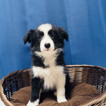 ボーダーコリー【岐阜県・女の子・2024年10月7日・ブラックホワイト】の写真「可愛い女の子！」