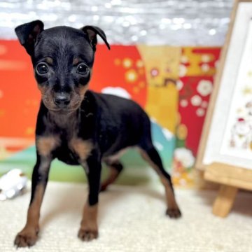 ミニチュアピンシャー【岐阜県・男の子・2025年2月6日・ブラックタン】の写真「イケメン君！！！」