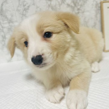 ボーダーコリー【岐阜県・男の子・2024年10月7日・レッドホワイト】の写真「元気いっぱい、可愛い男の子！」