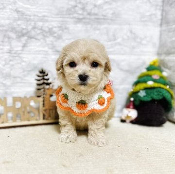 マルプー(マルチーズ×トイプードル)【岐阜県・男の子・2025年10月9日・アプリコット】の写真「可愛い男の子！！！」