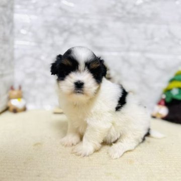 ミックス(マルチーズ×シーズー)【岐阜県・女の子・2025年10月3日・ブラック&ホワイト】の写真「柄が綺麗、可愛い女の子！！！」
