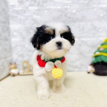 ミックス(マルチーズ×シーズー)【岐阜県・女の子・2025年10月3日・ブラック&ホワイト】の写真「柄が綺麗、可愛い女の子！！！」